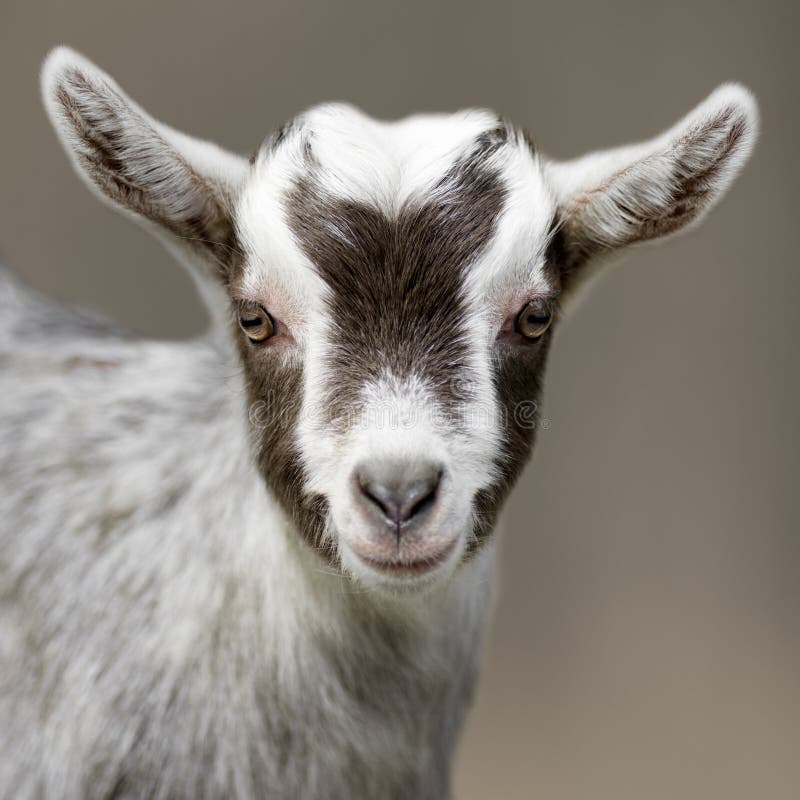 Animal portrait of young goat on gray background. Animal portrait of young goat on gray background.
