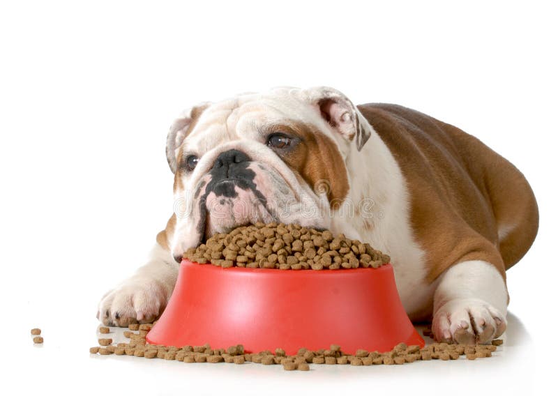 Sick dog -- english bulldog refusing to eat his food isolated on white background. Sick dog -- english bulldog refusing to eat his food isolated on white background