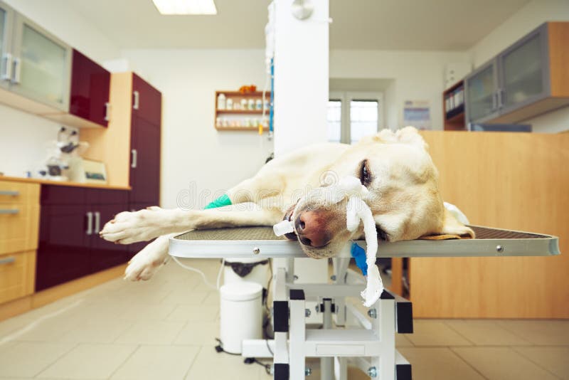 Zieke hond in de veterinaire kliniek royalty-vrije stock foto's Zieke hond in de veterinaire kliniek royalty-vrije stock foto's