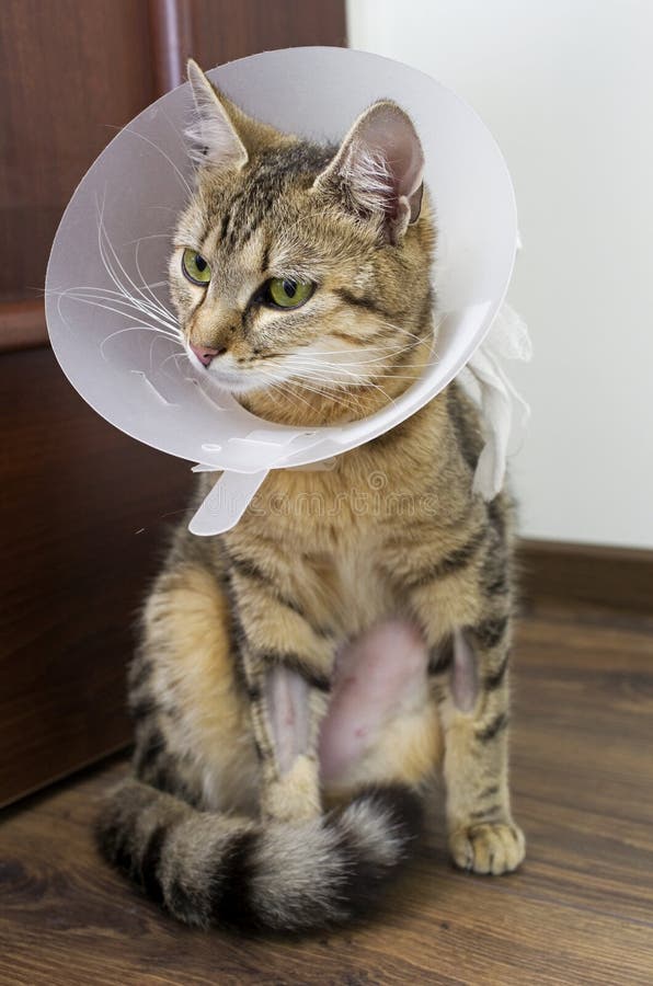 Humoristisch waarom niet vasteland Zieke kat met kraag stock foto. Image of beschermend - 39810468