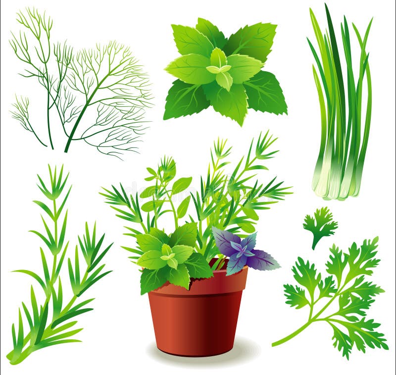 ziele ilustracji ziele ilustracji