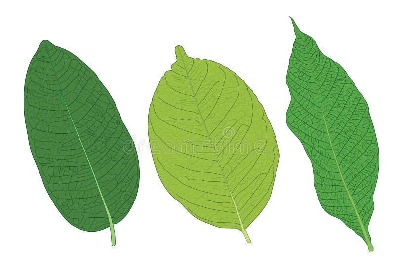 Ziele? li? cie s? bukietem? wie? ym ilustracji