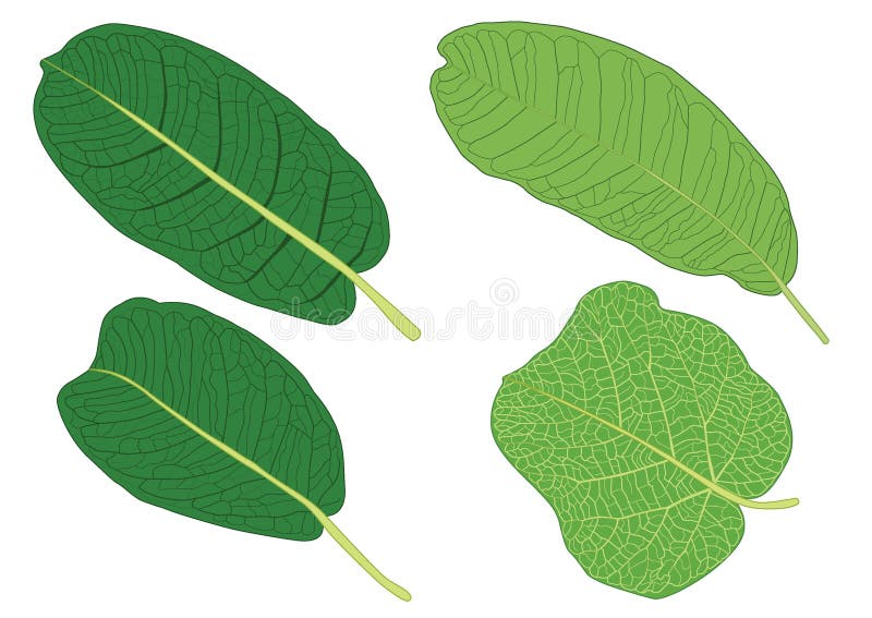 Ziele? li? cie s? bukietem? wie? ym ilustracji