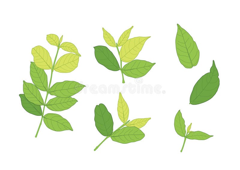 Ziele? li? cie s? bukietem? wie? ym ilustracji