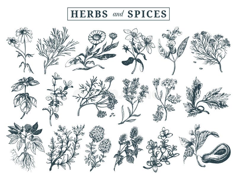 ziele ustawiają pikantność Wręcza patroszonych officinalis, leczniczych, kosmetyk rośliny Botaniczne ilustracje dla etykietek grę ilustracji ziele ustawiają pikantność Wręcza patroszonych officinalis, leczniczych, kosmetyk rośliny Botaniczne ilustracje dla etykietek grę ilustracji