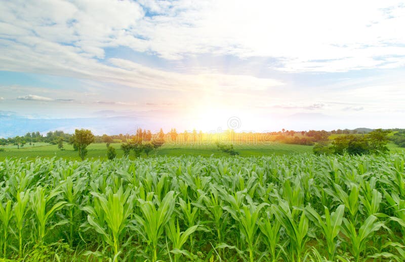 Zieleni kukurydzani pola na szerokim kąt gór ranku wschód słońca