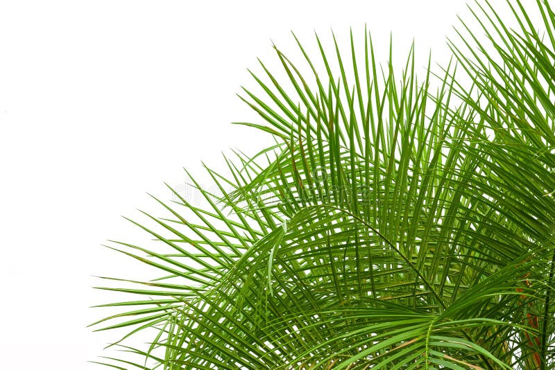 Zieleni palma liście odizolowywający na białym tle, ścinek ścieżka wewnątrz