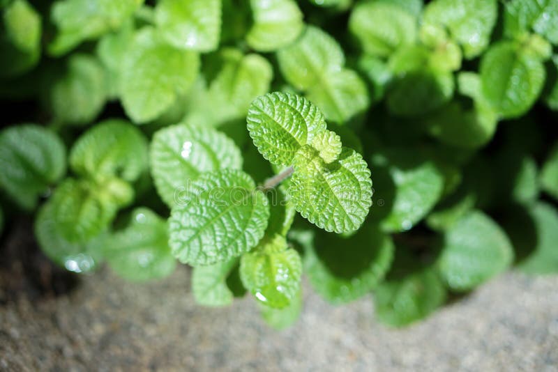 Zieleni świezi dorośnięcie mennicy rośliny liście zdjęcie stock Zieleni świezi dorośnięcie mennicy rośliny liście zdjęcie stock