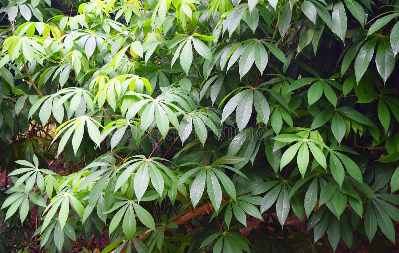Zieleń liście kasawa Zasadzają tapioki plantację w Kerala, India - Manihot Esculenta - fotografia stock Zieleń liście kasawa Zasadzają tapioki plantację w Kerala, India - Manihot Esculenta - fotografia stock