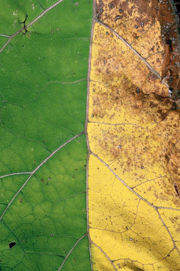 Zieleń liść jako naturalny abstrakcjonistyczny tło, symbolizujący spotkania lato i jesień obrazy stock Zieleń liść jako naturalny abstrakcjonistyczny tło, symbolizujący spotkania lato i jesień obrazy stock