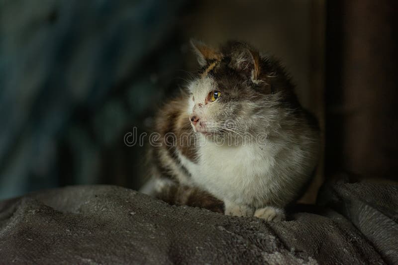 Zielige dakloze kat met wonden op zijn gezicht na een kattengevecht. dakloze , vuile kat met verwondingen op de rustige straat stock afbeelding Zielige dakloze kat met wonden op zijn gezicht na een kattengevecht. dakloze , vuile kat met verwondingen op de rustige straat stock afbeelding