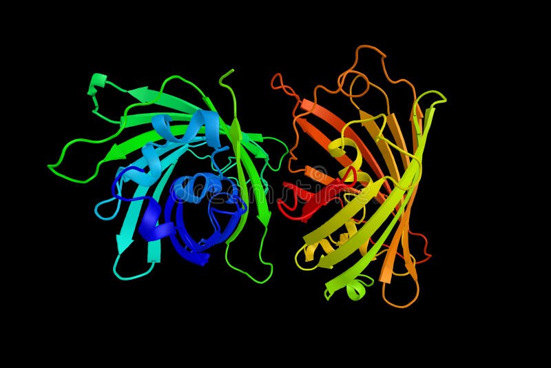 Zielona fluorescencyjna proteina, proteina która eksponuje
