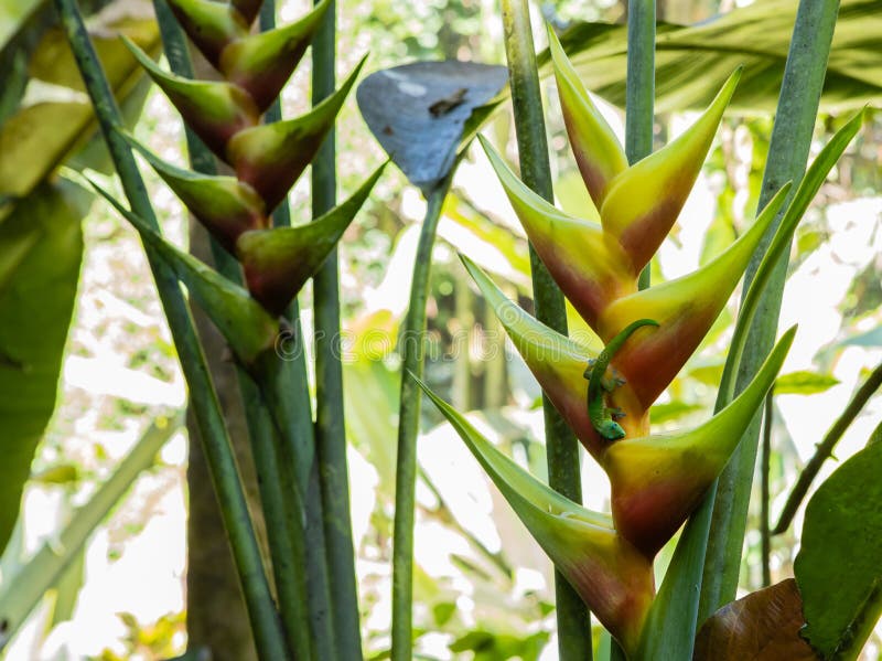 Zielona gekon jaszczurka na żółtym i czerwonym heliconia stricta kwiacie w Hawajskim ogródzie botanicznym obraz stock Zielona gekon jaszczurka na żółtym i czerwonym heliconia stricta kwiacie w Hawajskim ogródzie botanicznym obraz stock