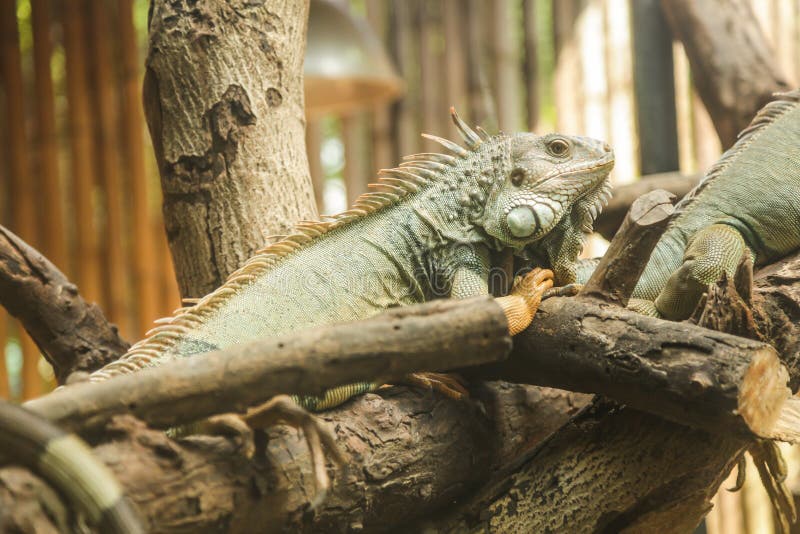 Zielona iguany iguany iguana, także znać jako Amerykańska iguana, jest wielka, nadrzewny, jaszczurka Znajdujący w niewoli jako zw zdjęcia royalty free Zielona iguany iguany iguana, także znać jako Amerykańska iguana, jest wielka, nadrzewny, jaszczurka Znajdujący w niewoli jako zw zdjęcia royalty free