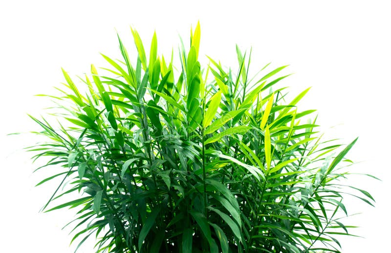 Zielona Imbirowa liść roślina odizolowywa na białym tle