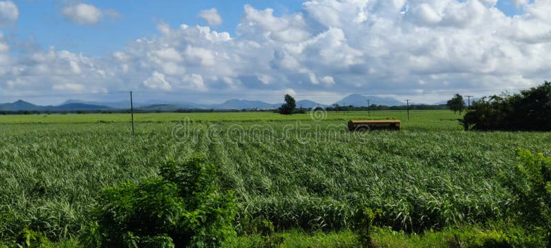 Zielona trawa polna. wiele hektarów rolnictwa gruntowego. fotografia royalty free