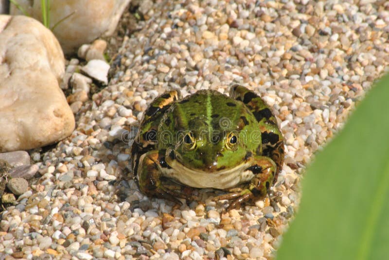 Zielona żaba