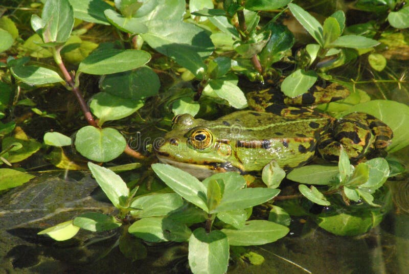 Zielona żaba między Veronica beccabunga