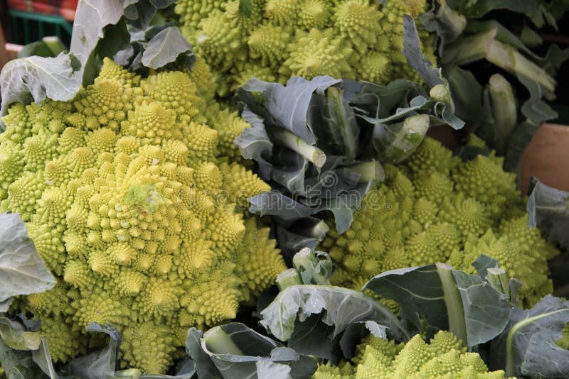 Zielone Broccoflower głowy obrazy royalty free Zielone Broccoflower głowy obrazy royalty free