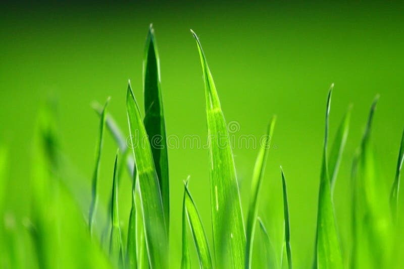 Bujna zielona trawa zdjęcia stock