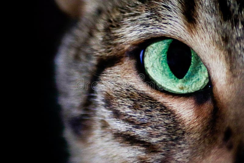 Green cat`s eyes glowing in the dark. Green cat`s eyes glowing in the dark.