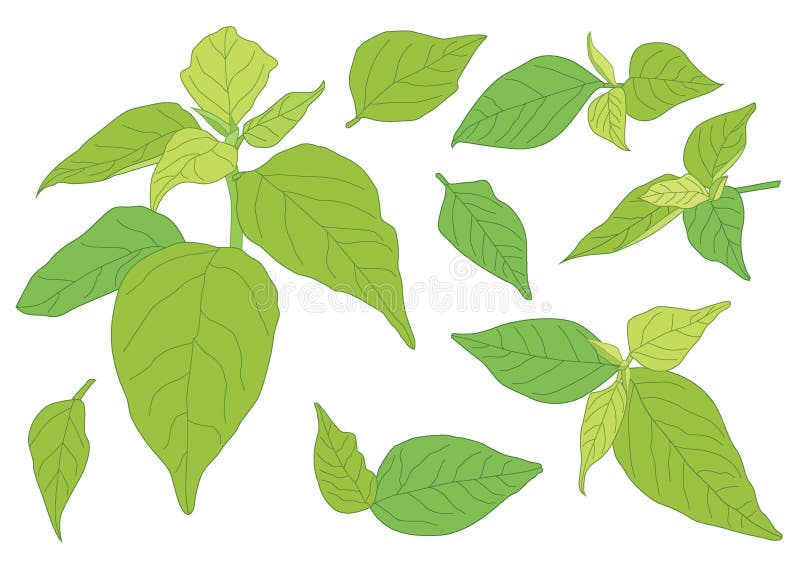 Zielone liÅ›cie sÄ… Å›wieżym bukietem ilustracja wektor