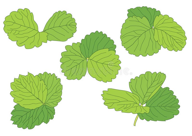 Zielone liÅ›cie sÄ… Å›wieżym bukietem ilustracja wektor
