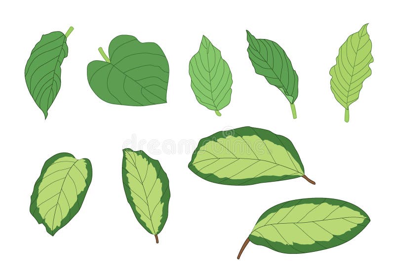 Zielone liście są świeżym bukietem ilustracji