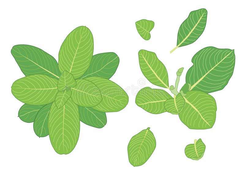 Zielone liście są świeżym bukietem ilustracji