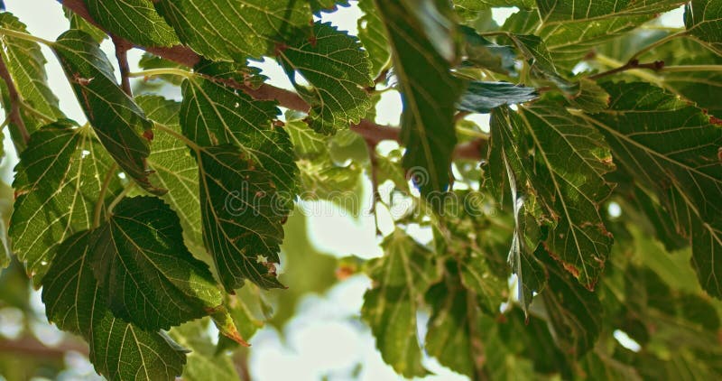Zielone liście w krzakach bryza