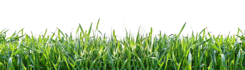 zielone odosobnione trawy tło białe Naturalny tło