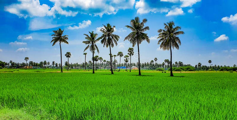 East Godavari and West Godavari districts are known as the rice bowl of Andhra Pradesh. The fertile area with lush paddy fields and coconut groves between the Godavari and Krishna rivers. Rice is the Principal food crop cultivated throughout the state providing food for its growing population, fodder to the cattle and employment to the rural masses.In Andhra Pradesh paddy is the major crop cultivated in more than 22 lakh hectares during Kharif and Rabi seasons. East Godavari and West Godavari districts are known as the rice bowl of Andhra Pradesh. The fertile area with lush paddy fields and coconut groves between the Godavari and Krishna rivers. Rice is the Principal food crop cultivated throughout the state providing food for its growing population, fodder to the cattle and employment to the rural masses.In Andhra Pradesh paddy is the major crop cultivated in more than 22 lakh hectares during Kharif and Rabi seasons.