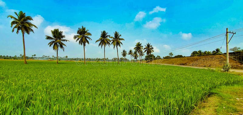 East Godavari and West Godavari districts are known as the rice bowl of Andhra Pradesh. The fertile area with lush paddy fields and coconut groves between the Godavari and Krishna rivers. Rice is the Principal food crop cultivated throughout the state providing food for its growing population, fodder to the cattle and employment to the rural masses.In Andhra Pradesh paddy is the major crop cultivated in more than 22 lakh hectares during Kharif and Rabi seasons. East Godavari and West Godavari districts are known as the rice bowl of Andhra Pradesh. The fertile area with lush paddy fields and coconut groves between the Godavari and Krishna rivers. Rice is the Principal food crop cultivated throughout the state providing food for its growing population, fodder to the cattle and employment to the rural masses.In Andhra Pradesh paddy is the major crop cultivated in more than 22 lakh hectares during Kharif and Rabi seasons.