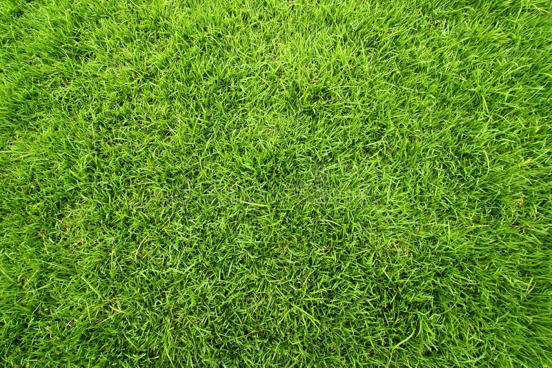 Zielone pole trawy
