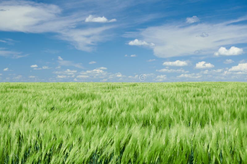 Zielone wheaten flance w chmurnym niebie i polu Jaskrawy wiosna krajobraz zdjęcia royalty free Zielone wheaten flance w chmurnym niebie i polu Jaskrawy wiosna krajobraz zdjęcia royalty free