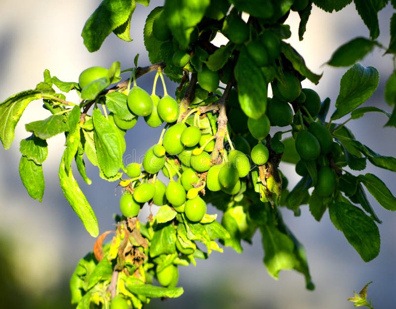 Zielone śliwki dojrzewa na drzewie, żywności organicznej pojęcie obraz stock Zielone śliwki dojrzewa na drzewie, żywności organicznej pojęcie obraz stock