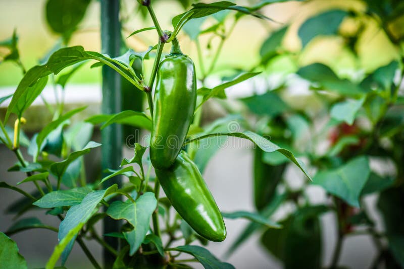 Zielonego dojrzałego jalapeno chili gorący pieprz na roślinie