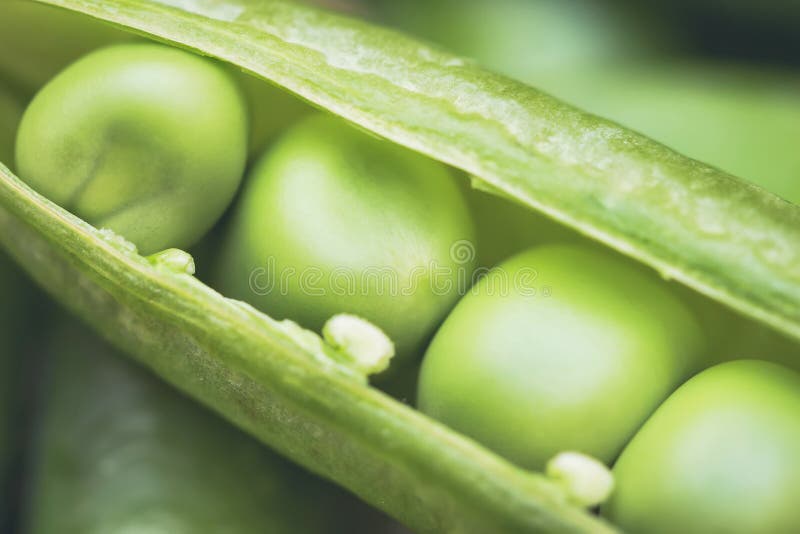Zielonego grochu warzywo Groch od otwiera z ziarna krańcowym zbliżeniem jako tło Nowy uwolnienie przekonstruowywający dolarowy ba