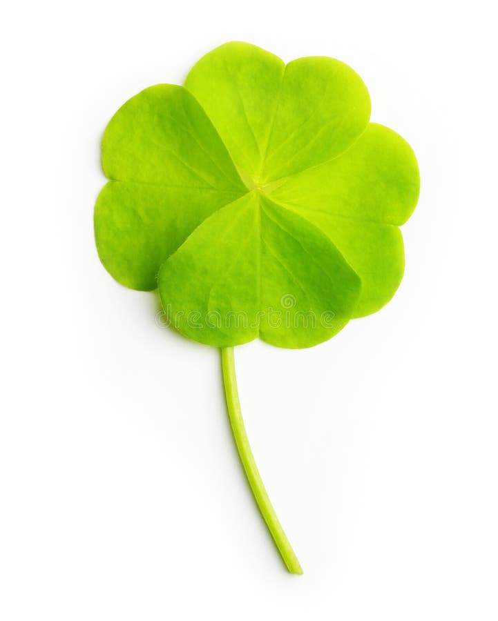 Green four-leaf clover leaf isolated on white background. Green four-leaf clover leaf isolated on white background.