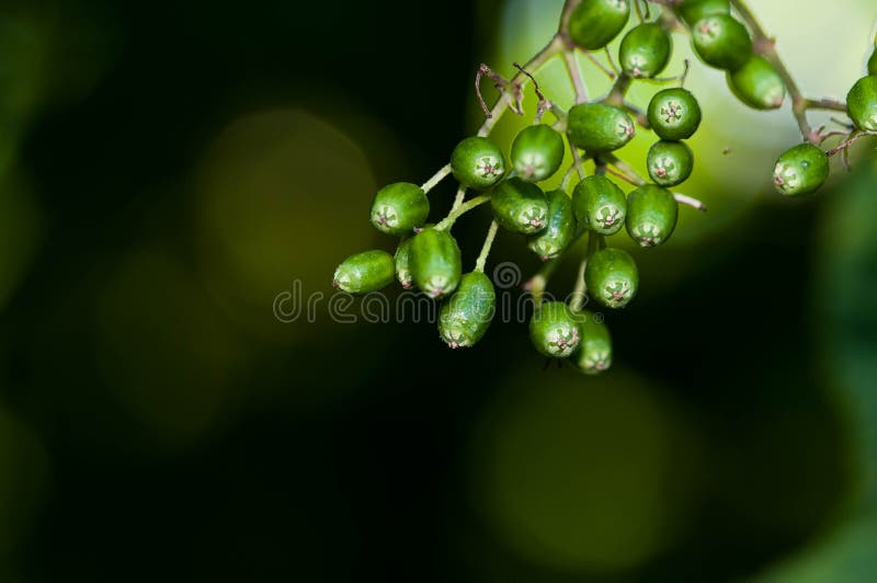 Zielonej starszej osoby sambucus owocowy zakończenie w górę makro- strzału zdjęcia royalty free Zielonej starszej osoby sambucus owocowy zakończenie w górę makro- strzału zdjęcia royalty free