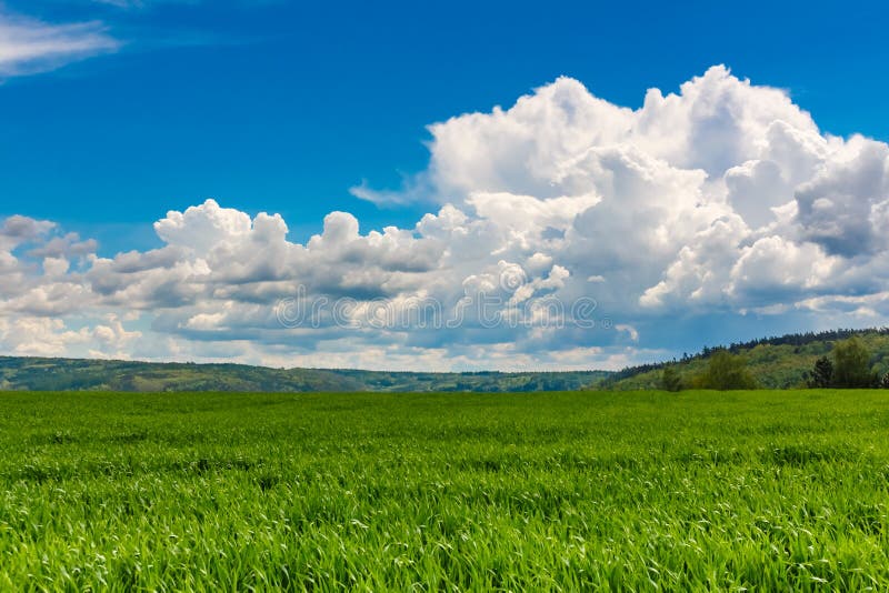 Zielonej trawy pola chmurnego nieba horyzontu błękitny tło fotografia stock