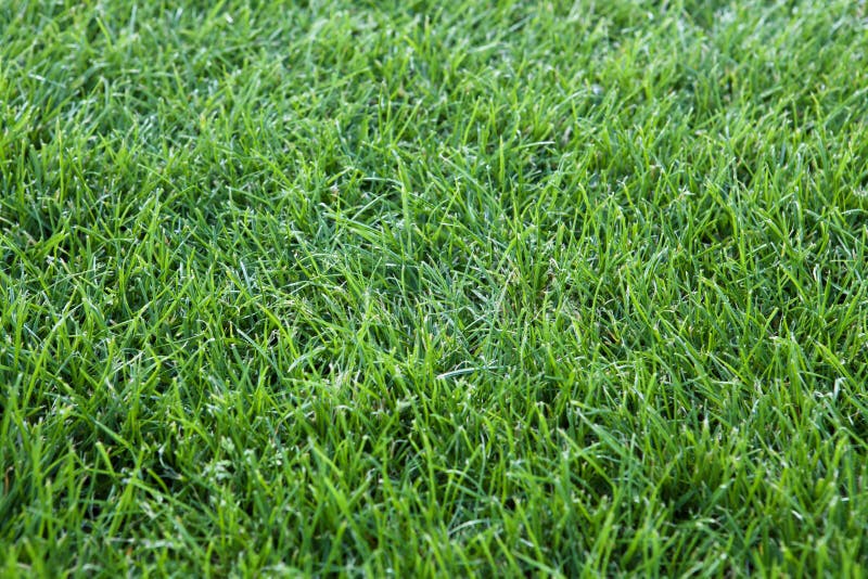 Zielonej trawy tło