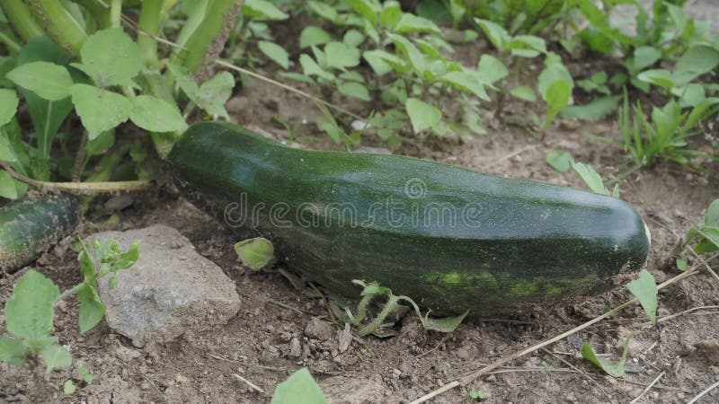 Zielony cucchini w ogrodzie. uprawa cucchini na ogródku warzywnym. rolnictwo ekologiczne. koncepcja zdrowej żywności
