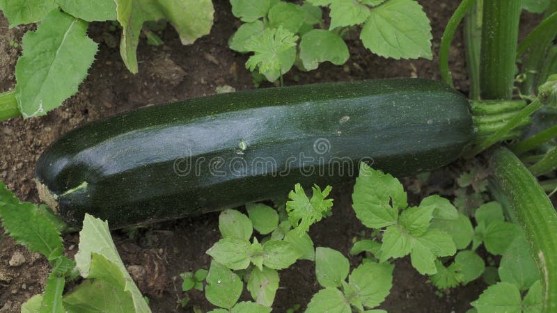 Zielony cucchini w ogrodzie. uprawa cucchini na ogródku warzywnym. rolnictwo ekologiczne. koncepcja zdrowej żywności