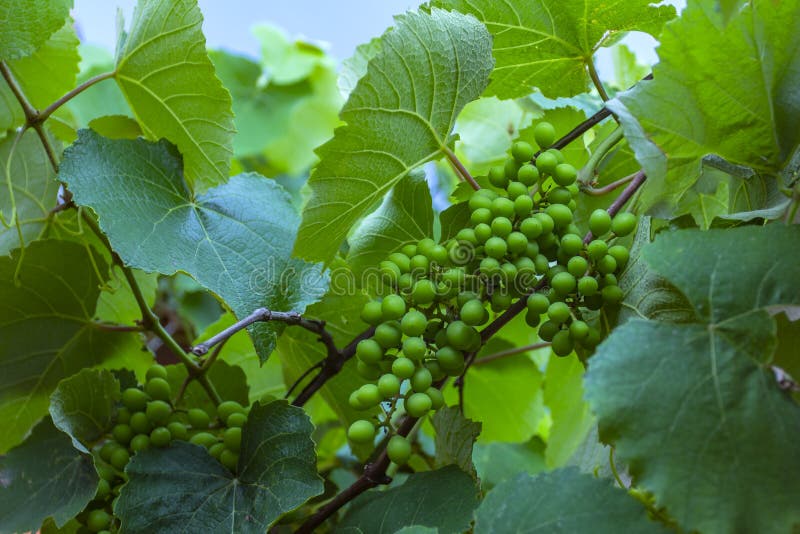Zielony i młody gronowy grono w drzewie grona winogrona zieleń Nowy zielony winogrono w winnicy obraz stock Zielony i młody gronowy grono w drzewie grona winogrona zieleń Nowy zielony winogrono w winnicy obraz stock