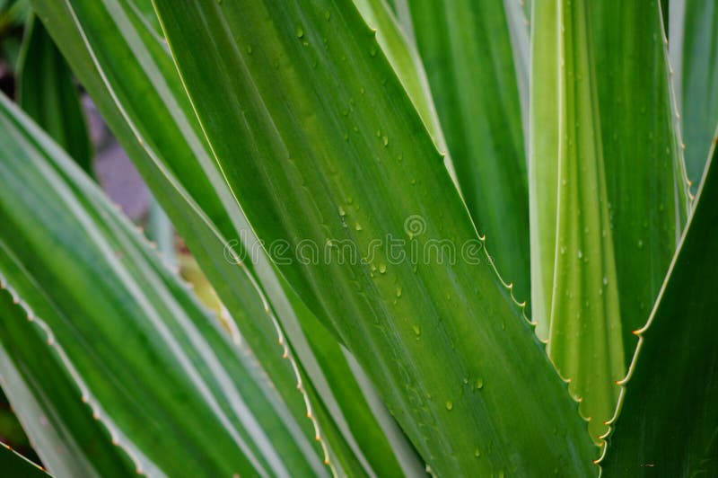 Zielony kaktus na pla?y fotografia royalty free Zielony kaktus na pla?y fotografia royalty free