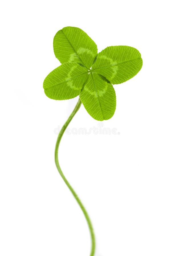 Green fresh real photo of four-leaf clover for good luck. Green fresh real photo of four-leaf clover for good luck