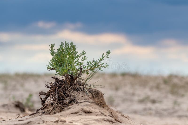 Zielony krzak w piasku z epickim niebem, pustynnym wzrostem. Zielony mały krzak w piasku z epickim niebem wzrostu pustyni. botaniczna natura dzikiego zamknięcia z ciemnym kontrastem burzliwe chmury nieba tło