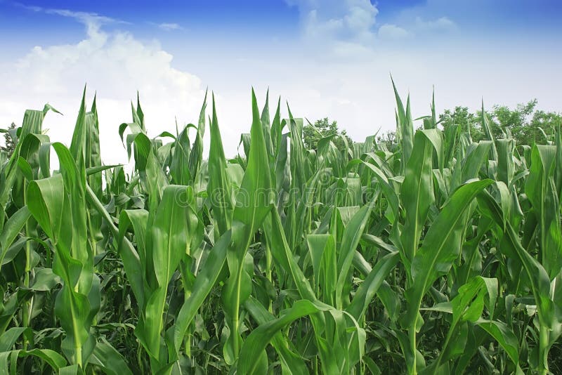 Zielony kukurydzany pole