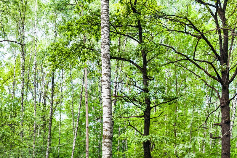 Zielony las z brzozą i dębowymi drzewami w lecie fotografia stock Zielony las z brzozą i dębowymi drzewami w lecie fotografia stock